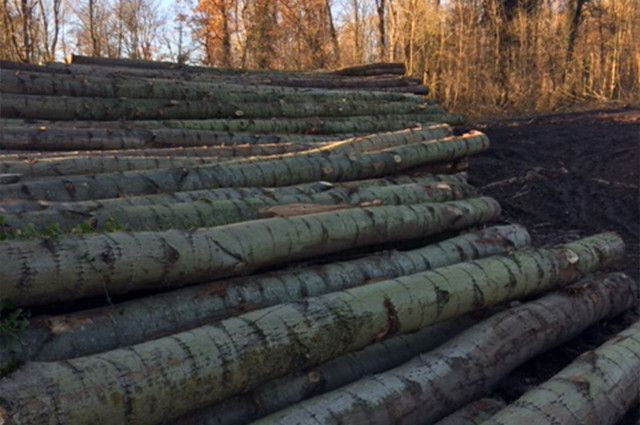 Heer ik ben verdwaald Contour Aankopen van bomen op stam